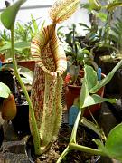 Nepenthes x dyeriana 2